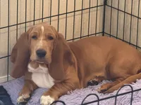 Gracie, a female Basset Hound for sale in Orlando, FL – 3 of 9
