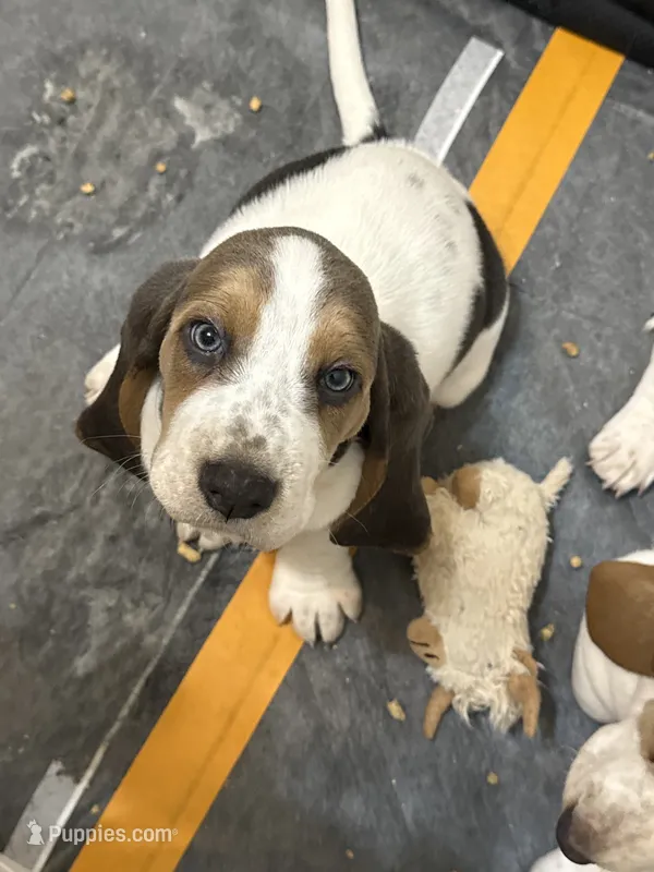 Lilo – Basset Hound puppy for sale in Orlando, FL