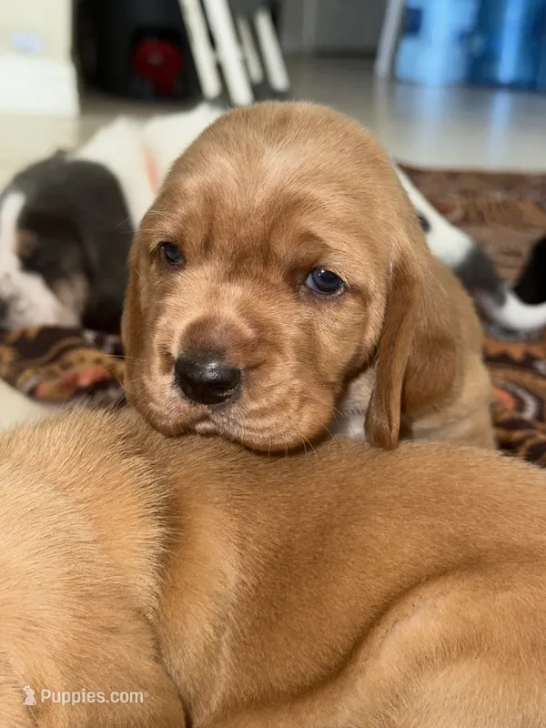 Maui – Basset Hound puppy for sale in Orlando, FL