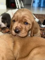 Maui, a male Basset Hound for sale in Orlando, FL – 1 of 5