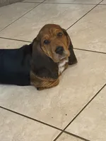 Moses, a male Basset Hound for sale in Orlando, FL – 4 of 8
