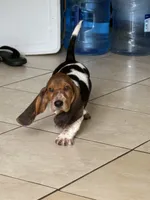 Moochi, a female Basset Hound for sale in Orlando, FL – 5 of 10