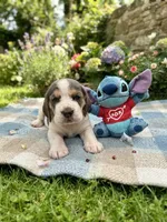 Lilo , a female Basset Hound for sale in Orlando, FL – 2 of 7