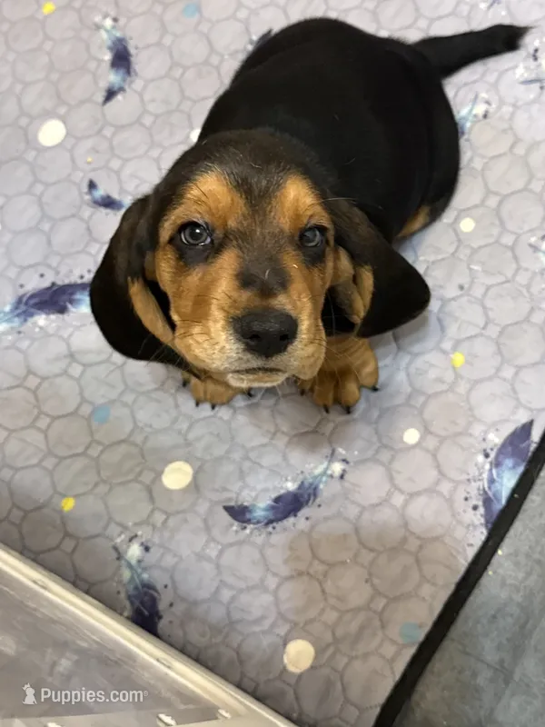 Mowgli – Basset Hound puppy for sale in Orlando, FL