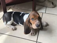 Moochi, a female Basset Hound for sale in Orlando, FL – 4 of 10
