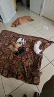 Mowgli, a male Basset Hound for sale in Orlando, FL – 5 of 5