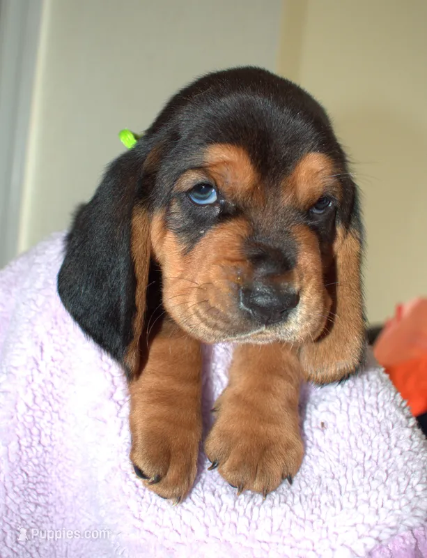Mowgli – Basset Hound puppy for sale in Orlando, FL
