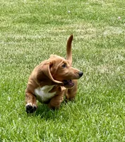 Nutmeg, a female Basset Hound for sale in Orlando, FL – 2 of 9