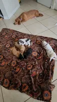 Roxi, a female Basset Hound for sale in Orlando, FL – 5 of 5