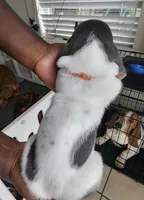 Lilo, a female Basset Hound for sale in Orlando, FL – 5 of 8