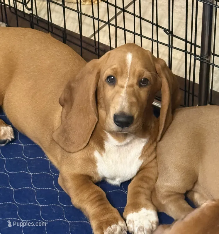 Nutmeg – Basset Hound puppy for sale in Orlando, FL