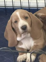 Churro, a female Basset Hound for sale in Orlando, FL – 6 of 10