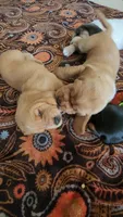 Belle, a female Basset Hound for sale in Orlando, FL – 5 of 5
