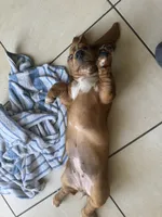 Nutmeg, a female Basset Hound for sale in Orlando, FL – 4 of 9