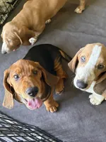 M, a male Basset Hound for sale in Orlando, FL – 3 of 6