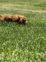 Gracie, a female Basset Hound for sale in Orlando, FL – 6 of 9