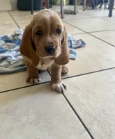 Nutmeg, a female Basset Hound for sale in Orlando, FL – 9 of 9