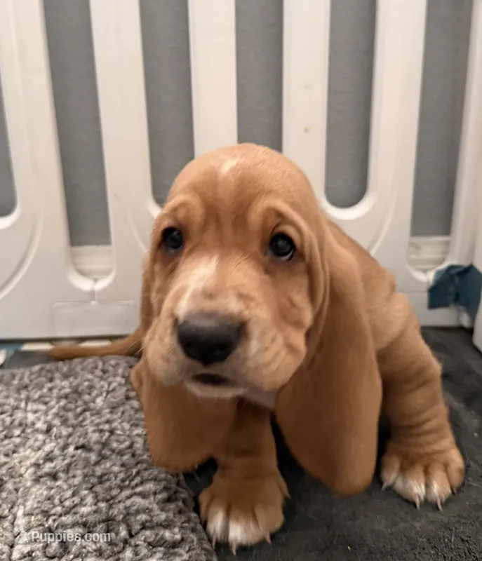 Belle – Basset Hound puppy for sale in Orlando, FL