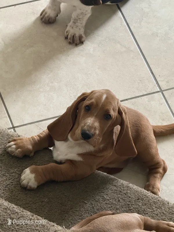 Nutmeg, a female Basset Hound for sale in Orlando, FL – 1 of 9