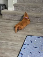 Nutmeg, a female Basset Hound for sale in Orlando, FL – 6 of 9