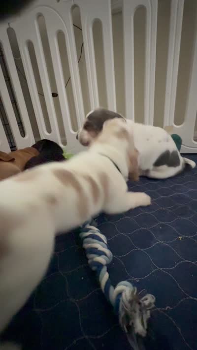 Lilo, a female Basset Hound for sale in Orlando, FL – 8 of 8