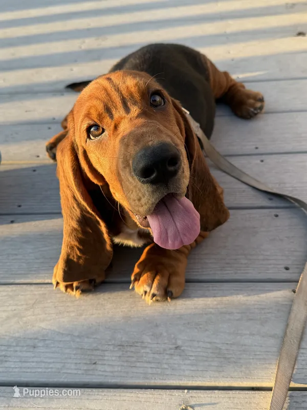M – Basset Hound puppy for sale in Orlando, FL