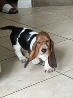 Moochi, a female Basset Hound for sale in Orlando, FL – 6 of 10