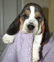 Lilo, a female Basset Hound for sale in Orlando, FL – 1 of 8