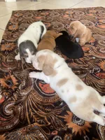 Roxi, a female Basset Hound for sale in Orlando, FL – 4 of 5