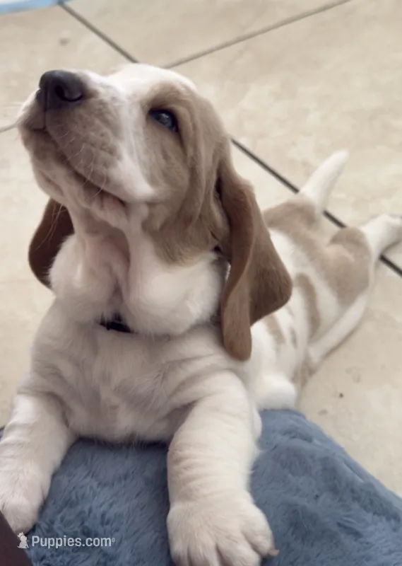 Roxi – Basset Hound puppy for sale in Orlando, FL