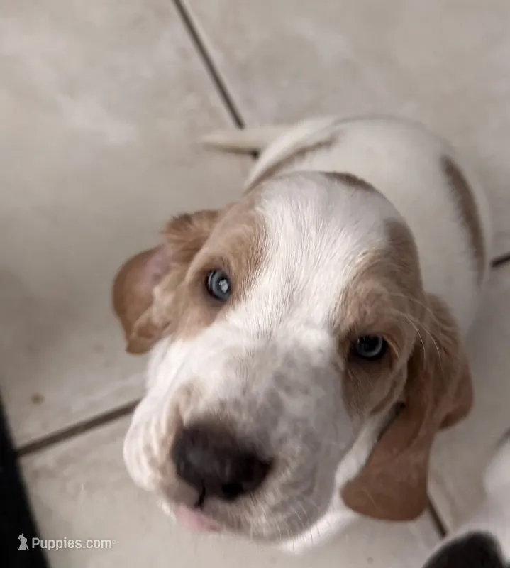 Roxi – Basset Hound puppy for sale in Orlando, FL