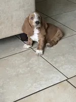 Churro, a female Basset Hound for sale in Orlando, FL – 8 of 10