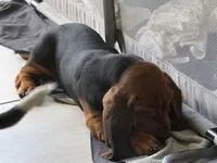 Moses, a male Basset Hound for sale in Orlando, FL – 6 of 8