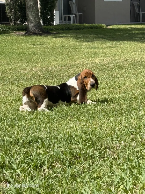 Moochi – Basset Hound puppy for sale in Orlando, FL