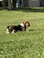 Moochi, a female Basset Hound for sale in Orlando, FL – 1 of 10