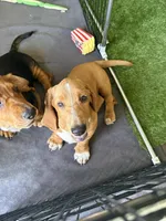 Nutmeg, a female Basset Hound for sale in Orlando, FL – 6 of 9
