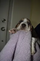 Lilo, a female Basset Hound for sale in Orlando, FL – 2 of 8