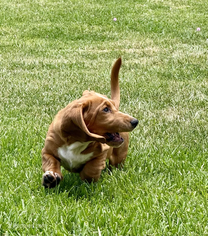 Nutmeg – Basset Hound puppy for sale in Orlando, FL
