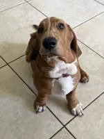 Gracie, a female Basset Hound for sale in Orlando, FL – 2 of 9