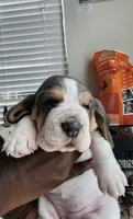 Lilo, a female Basset Hound for sale in Orlando, FL – 4 of 8