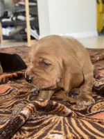 Maui, a male Basset Hound for sale in Orlando, FL – 2 of 5