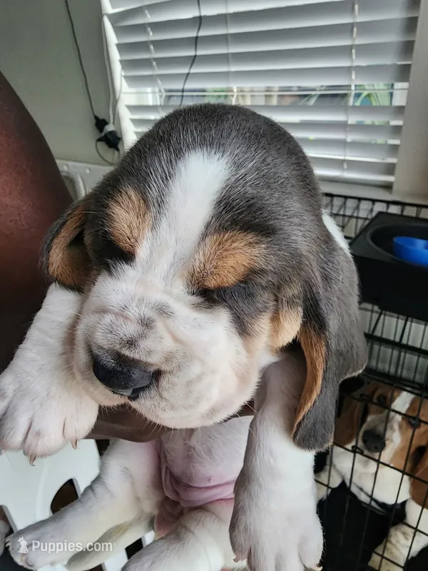 Lilo  – Basset Hound puppy for sale in Orlando, FL