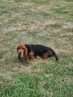 M, a male Basset Hound for sale in Orlando, FL – 2 of 6