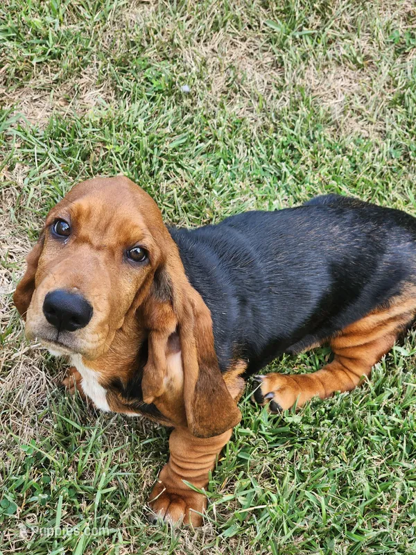 M – Basset Hound puppy for sale in Orlando, FL