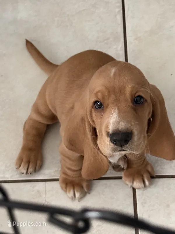 Belle – Basset Hound puppy for sale in Orlando, FL