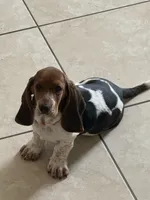 Moochi, a female Basset Hound for sale in Orlando, FL – 7 of 10