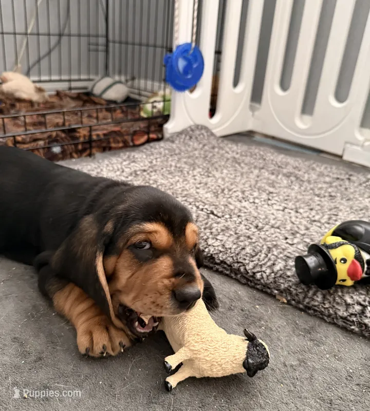 Mowgli – Basset Hound puppy for sale in Orlando, FL