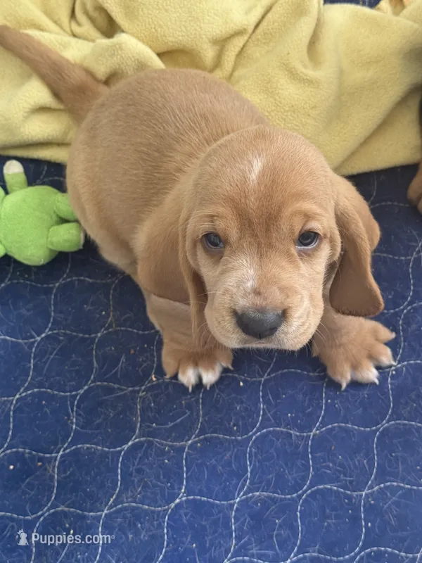 Belle – Basset Hound puppy for sale in Orlando, FL