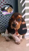 Moochi, a female Basset Hound for sale in Orlando, FL – 10 of 10