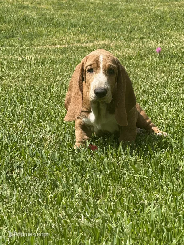 Churro – Basset Hound puppy for sale in Orlando, FL